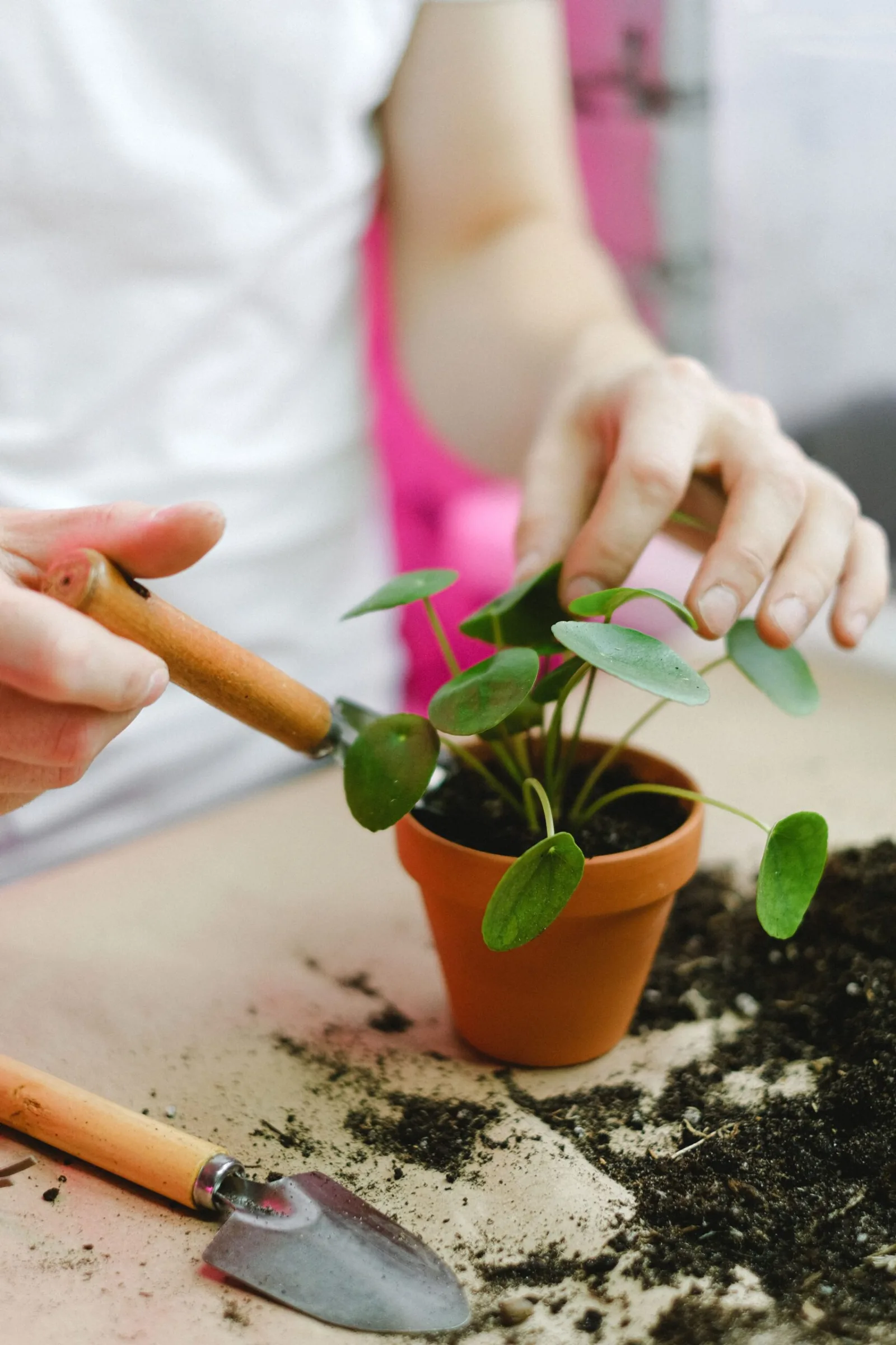 Manos cuidando una planta, imagen del mantenimiento continuo de una web